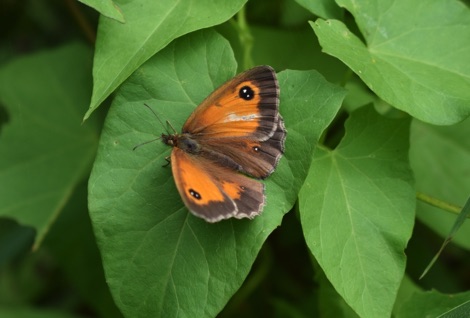 Gatekeeper butterfly